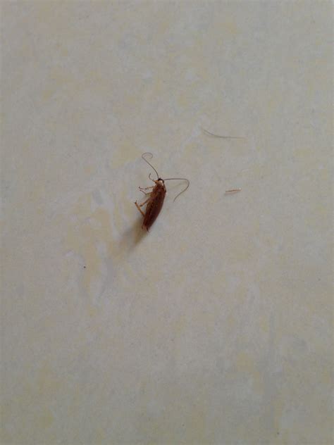 戊卯 家裡突然出現很多小蟑螂